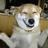 Smiling dog
